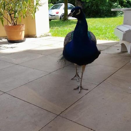 Schloss Tressow Bobitz エクステリア 写真