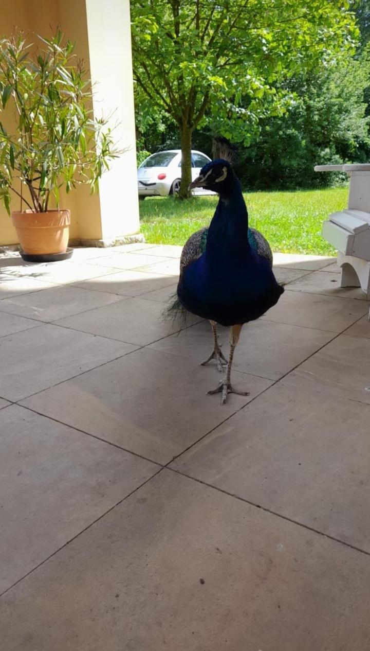 Schloss Tressow Bobitz エクステリア 写真